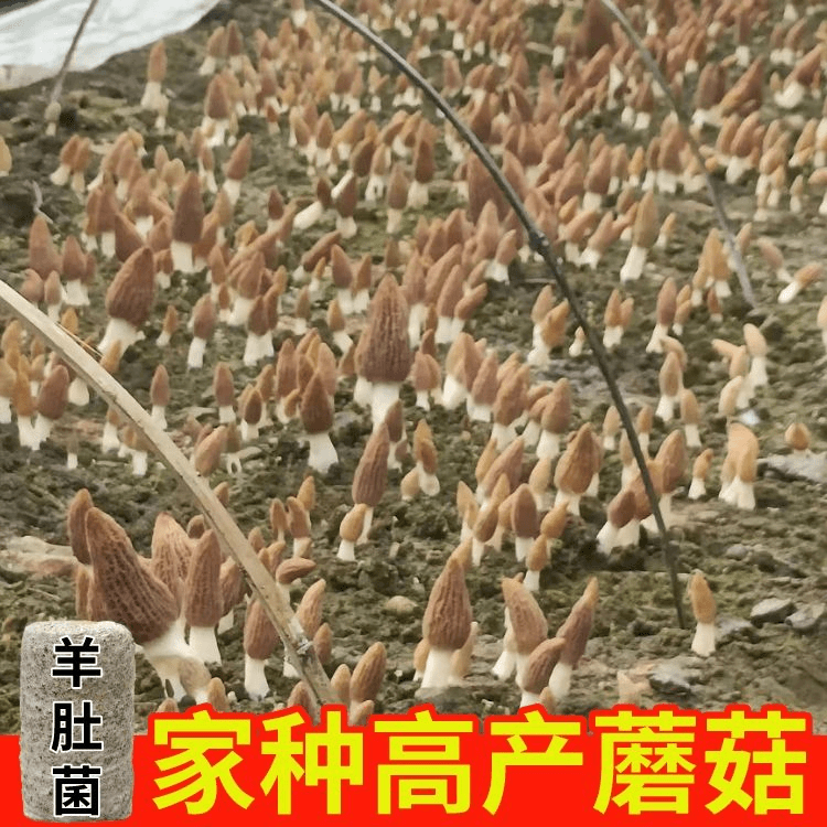 【包出菌】野生羊肚菌种植包原种营养包正宗人工菌种家种鸡枞菌