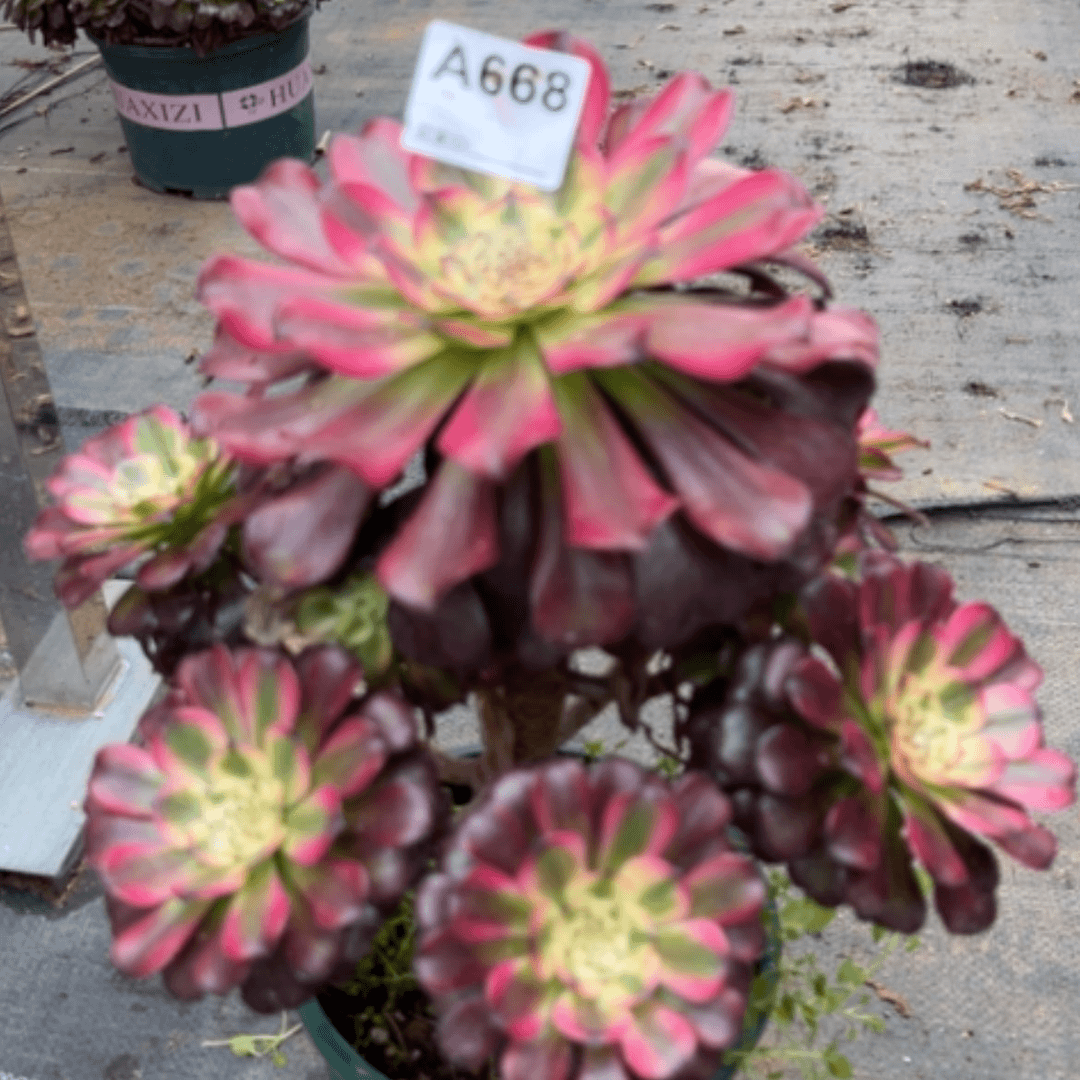 【闪购商品】668维纳斯多肉