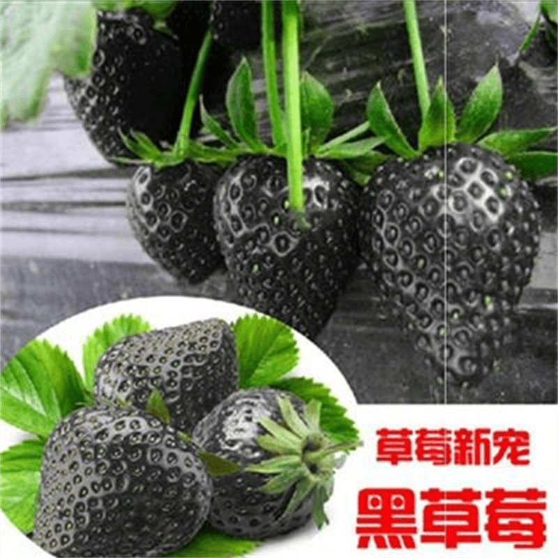 黑巴克草莓苗盆栽四季奶油草莓苗白草莓苗南北方阳台种植四季结果