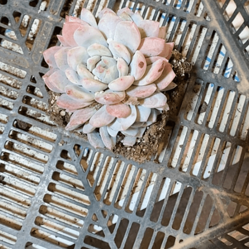 【闪购商品】3头梦露