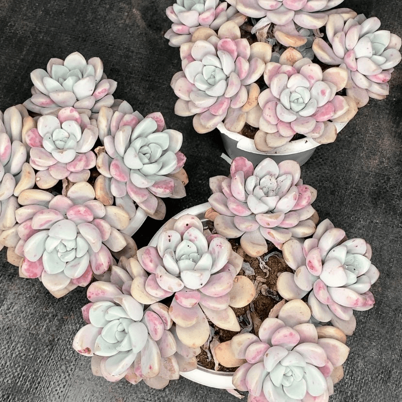 【闪购商品】花瓣露精品多肉植物