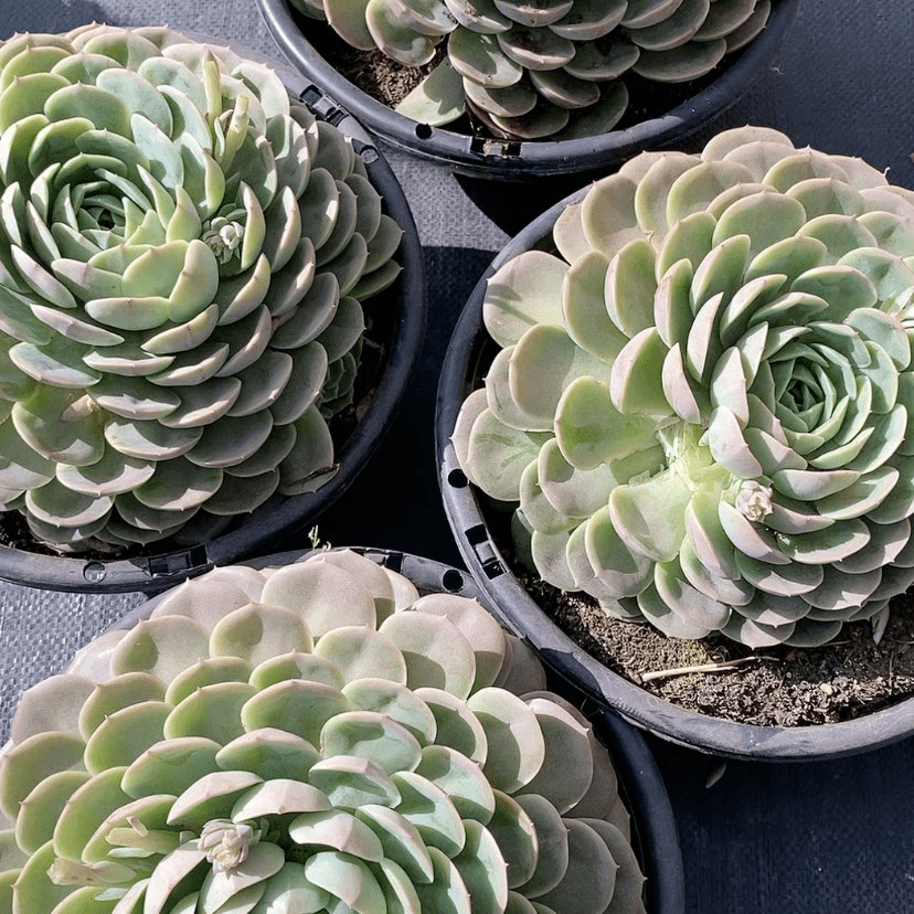 【闪购商品】昂斯诺多肉植物组合