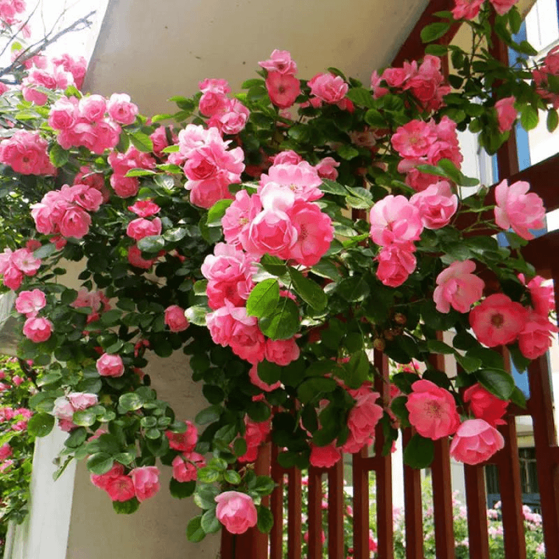 【新疆邮】元200粒爬藤蔷薇花蔷薇月季花蔷薇花庭院景观