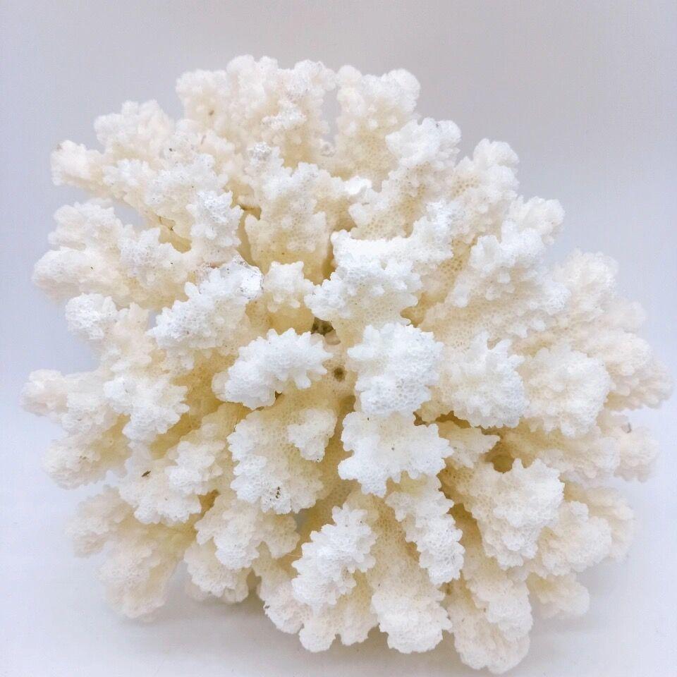 春先取りの 天然白サンゴ礁 Www Contempladaaqui Com Br