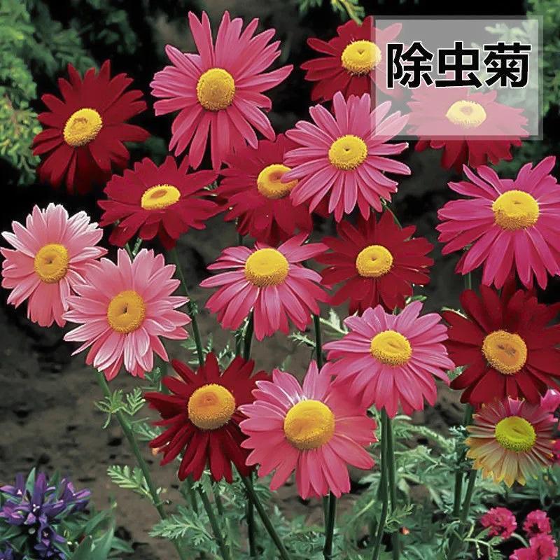 除虫菊种子四季播种夏季除虫驱蚊效果好阳台庭院种植 种草评价 抖音