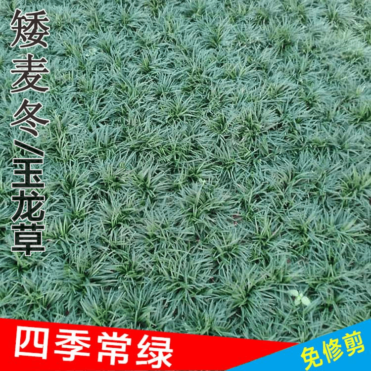 矮草耐寒庭院园林绿化草坪植物矮生草苗玉龙草包邮