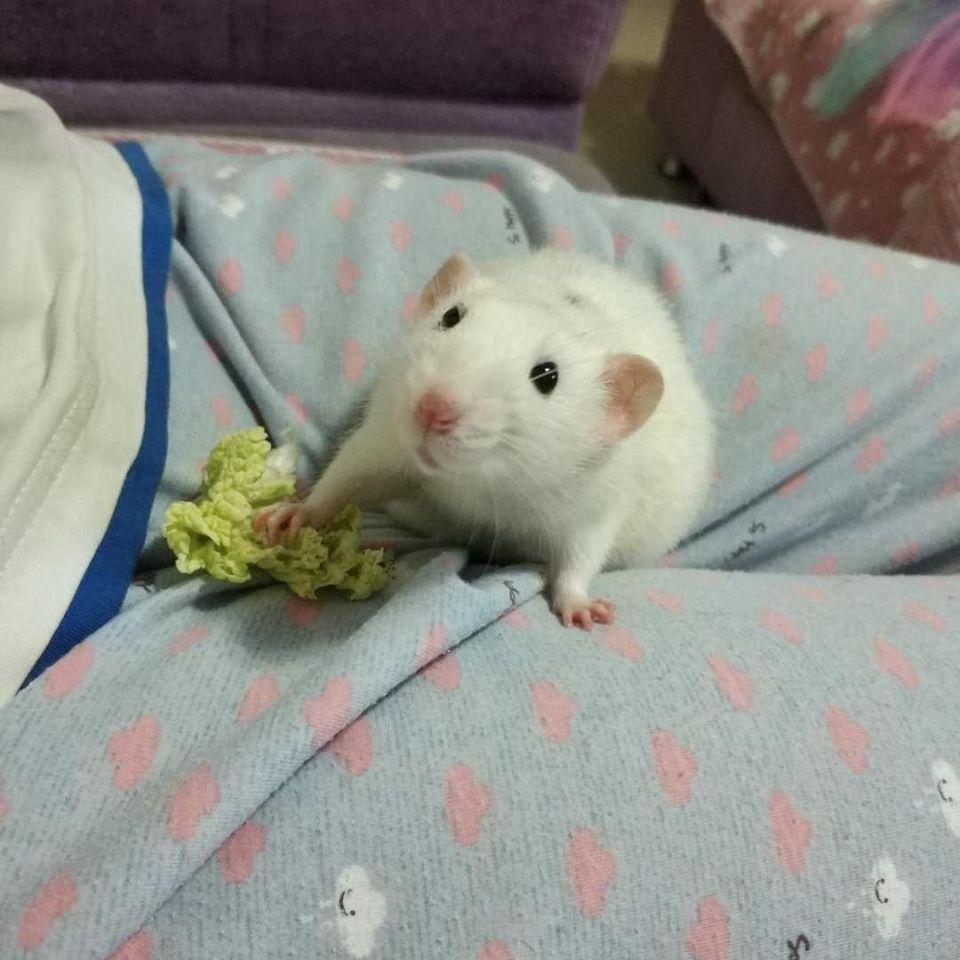 花枝鼠多少钱一只 头条搜索