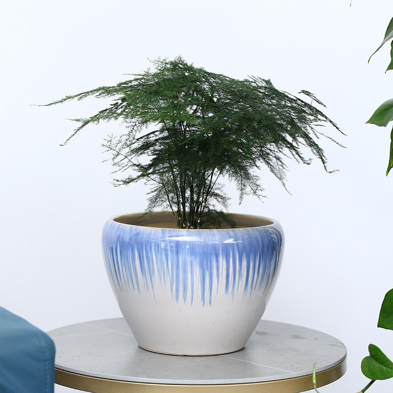 蝴蝶兰花盆 头条搜索