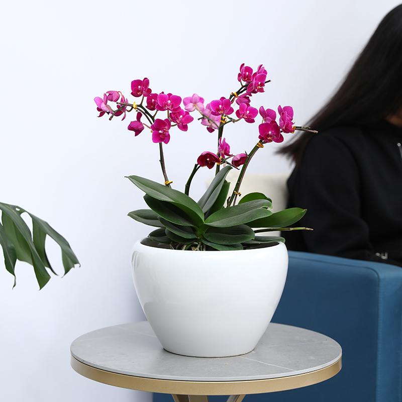 蝴蝶兰花盆 头条搜索