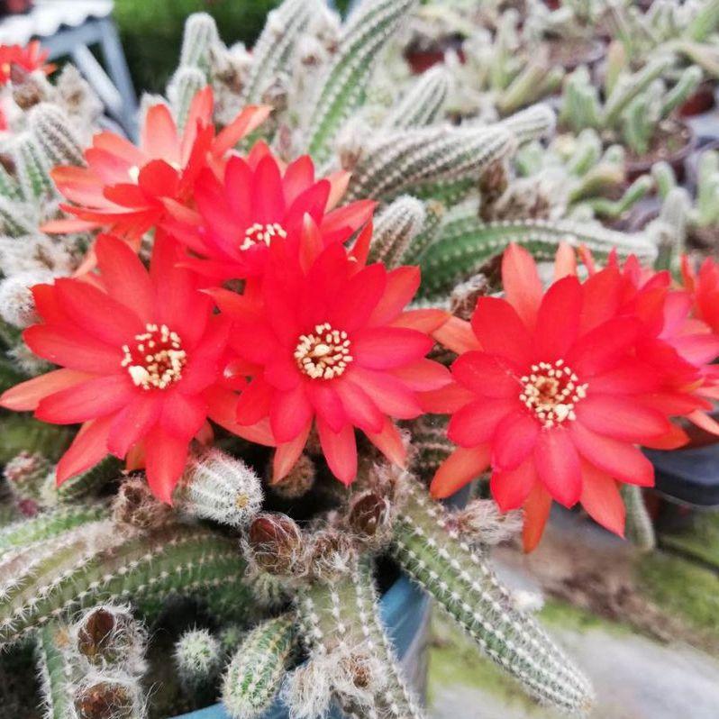 白檀仙人掌 头条搜索