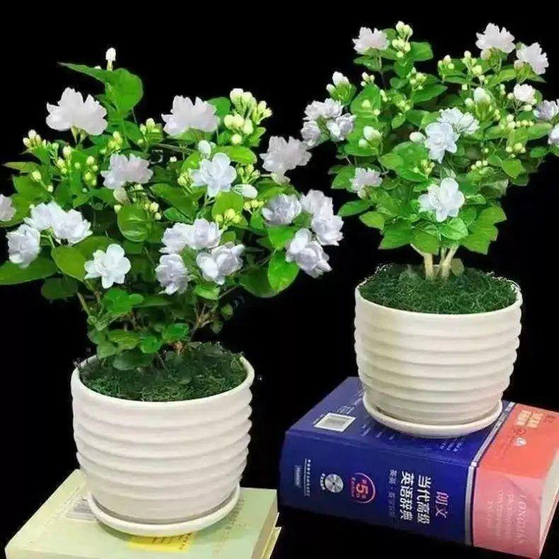 盆栽花籽 头条搜索