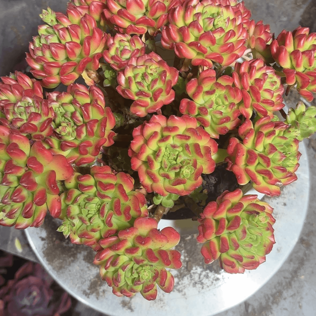 【闪购商品】爱**孩小灯笼