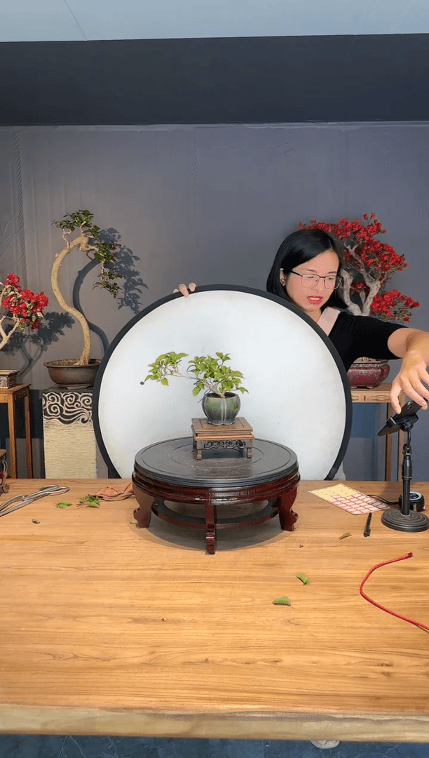 【闪购商品】喜洋洋  小叶紫