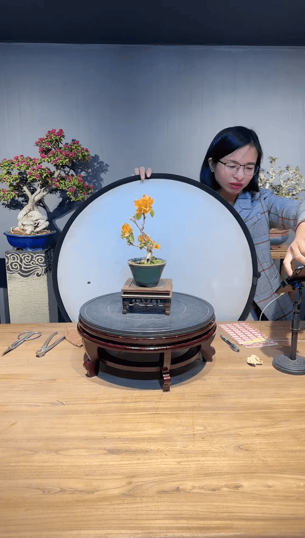 【闪购商品】枫叶 加州黄