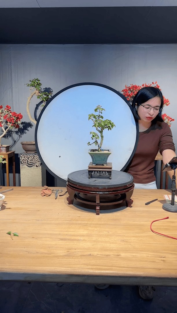 【闪购商品】L 加州黄