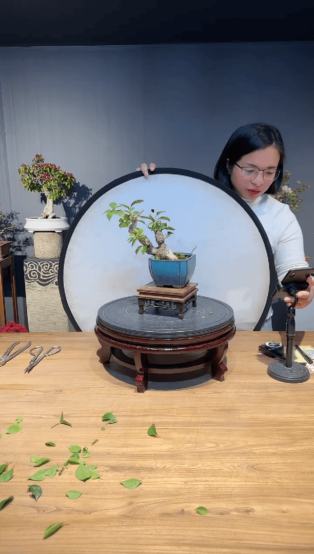 【闪购商品】故乡  小叶紫