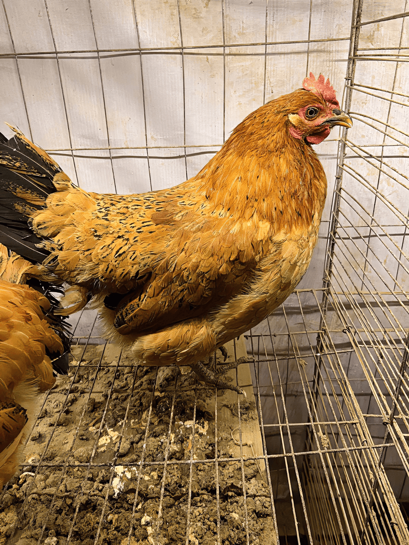 正宗花柴母鸡下蛋鸡3斤左右包邮