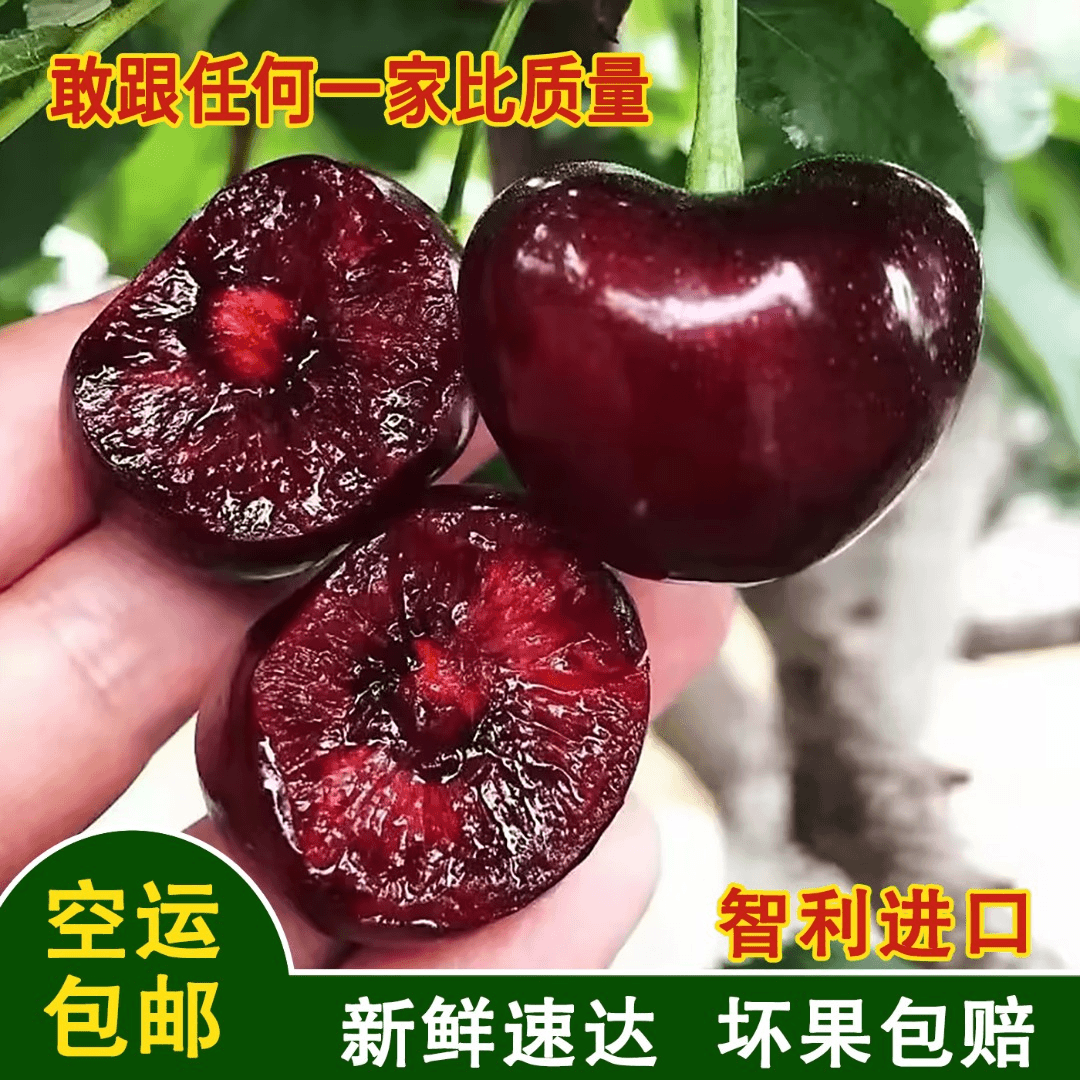 甄选桑提娜智利进口车厘子新鲜水果JJJ顺丰冷链包邮5斤总11.3