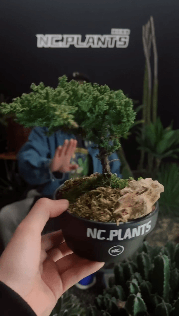【闪购商品】新西兰珍珠柏