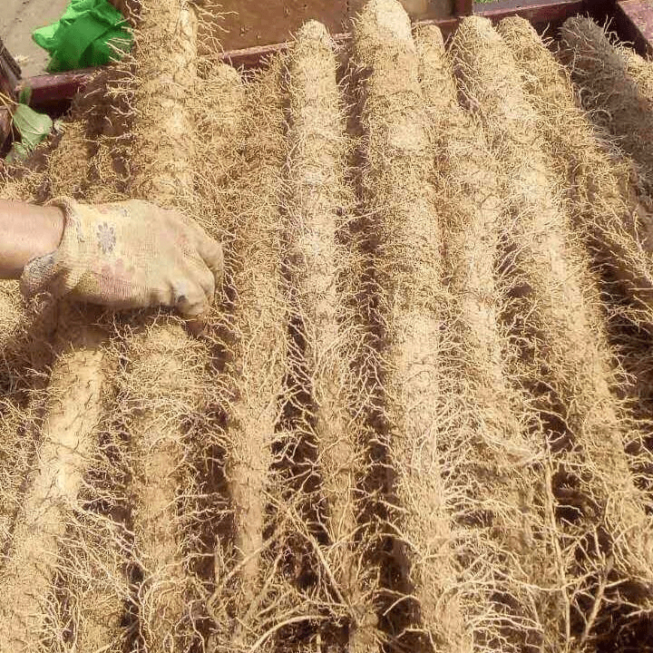 【开依】正宗新鲜山药铁棍山药小白嘴山药麻山药淮山药特粗多规格包