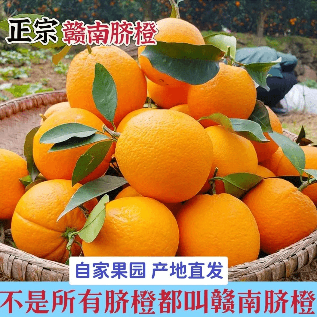 【进取】江西赣南安远脐橙新鲜大果现摘现发产地直供当季孕妇水果酸