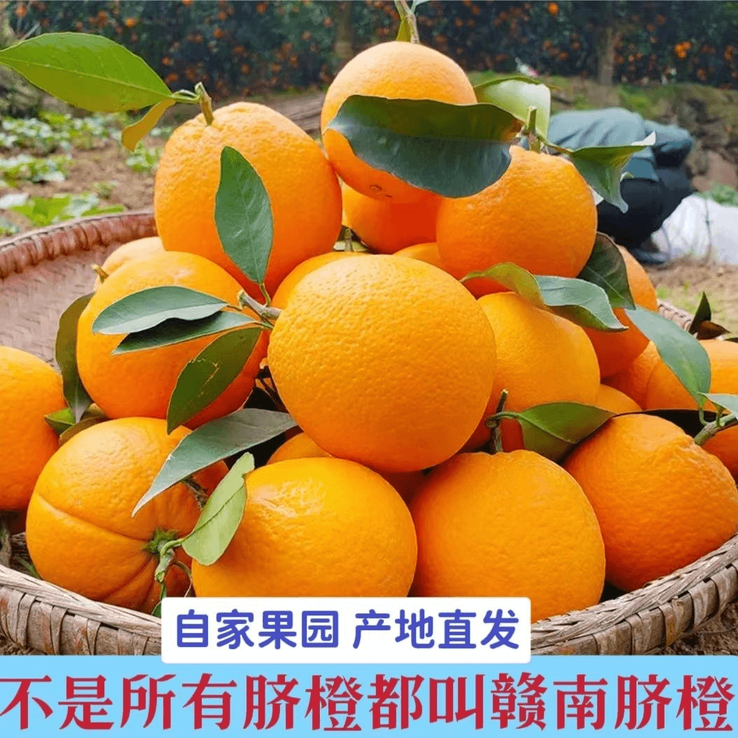 【进取】正宗江西赣南安远脐橙自家果园当季孕妇水果新鲜香甜橙子整