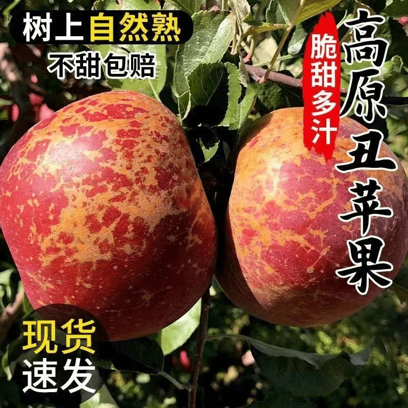 【脆甜多汁】丑苹果脆甜野生苹果冰糖心新鲜现摘整箱当季水果红富士