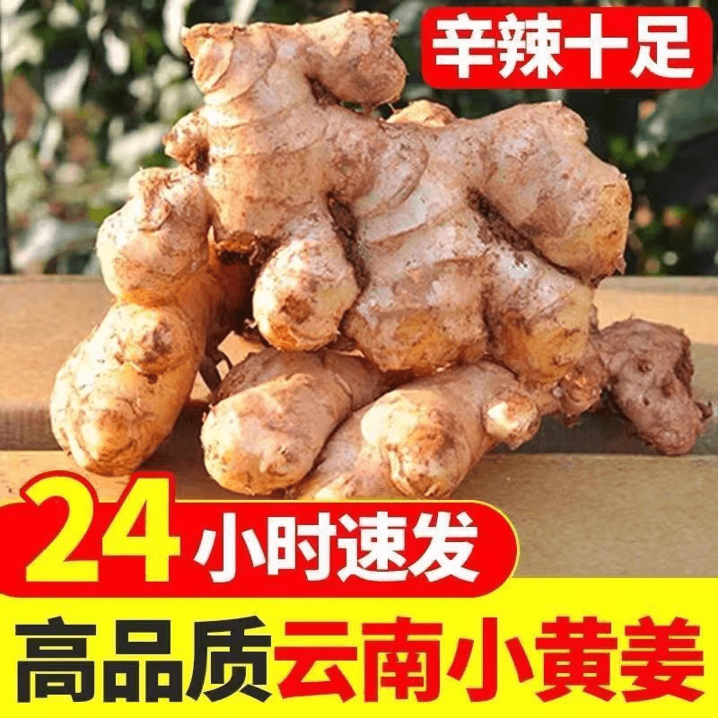 【进取】云南小黄姜老姜生姜批发嫩姜新鲜现挖老姜沙姜土姜仔姜月子
