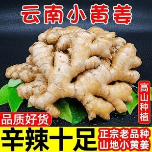 【进取】正宗云南小黄姜新鲜生姜鲜姜嫩姜食用农家9斤月子姜非老姜