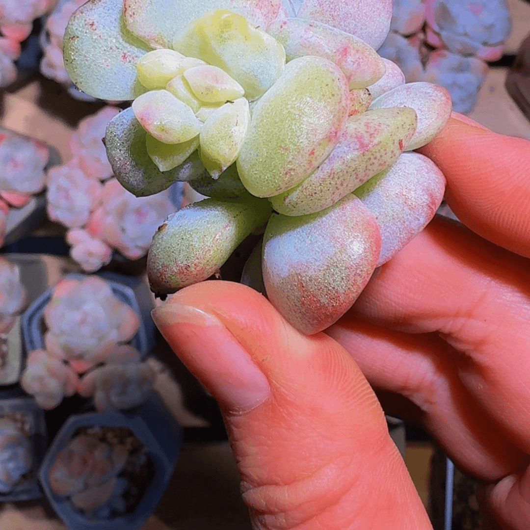 【闪购商品】٭****c半价