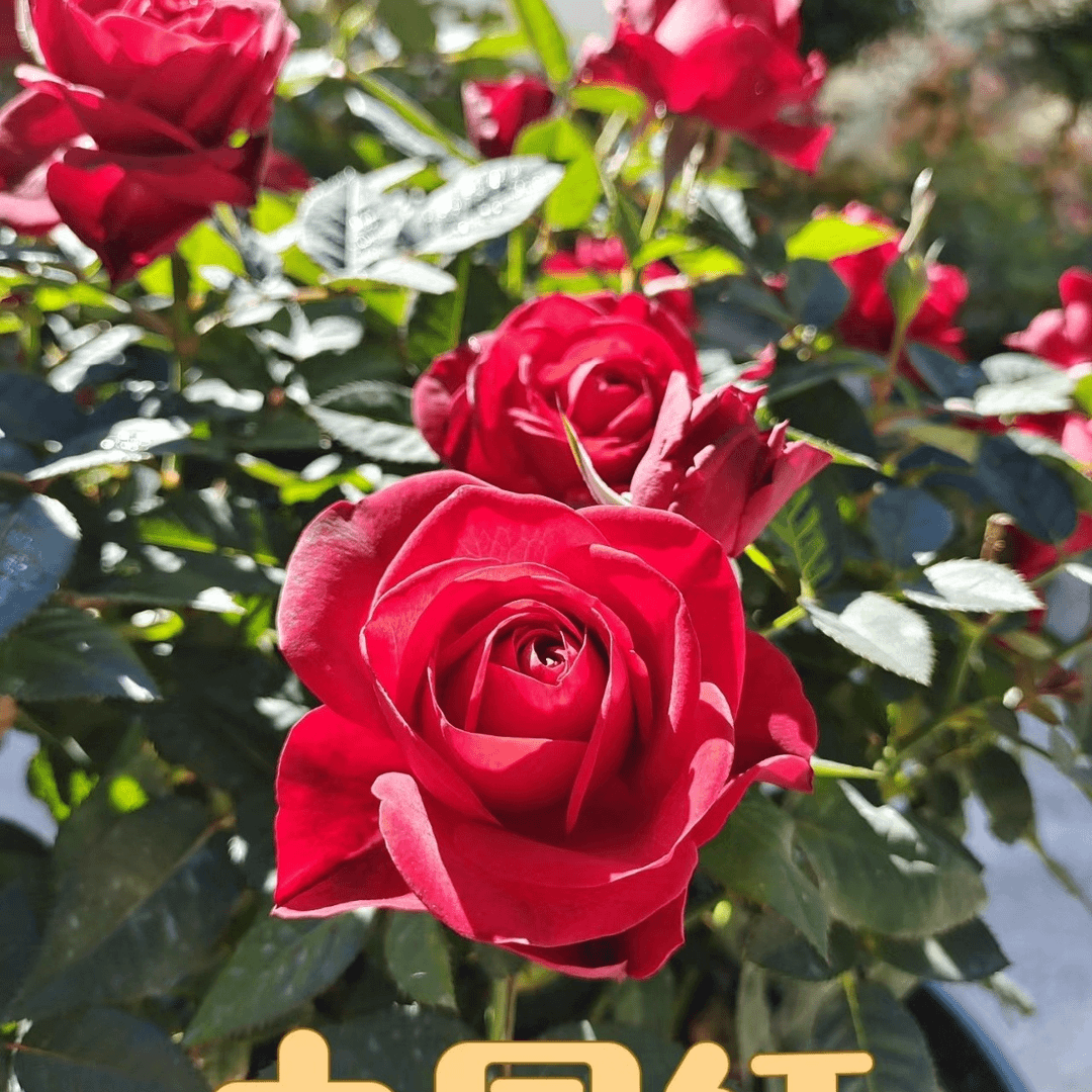180大盆中国红  带花苞花卉绿植物盆栽月季