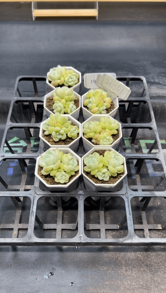 【闪购商品】2401-冰玉群生个别（不包整）一颗