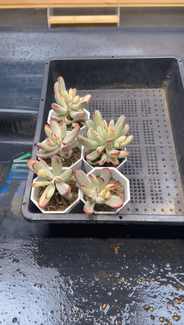 【闪购商品】2504-棒叶福娘锦群生一颗