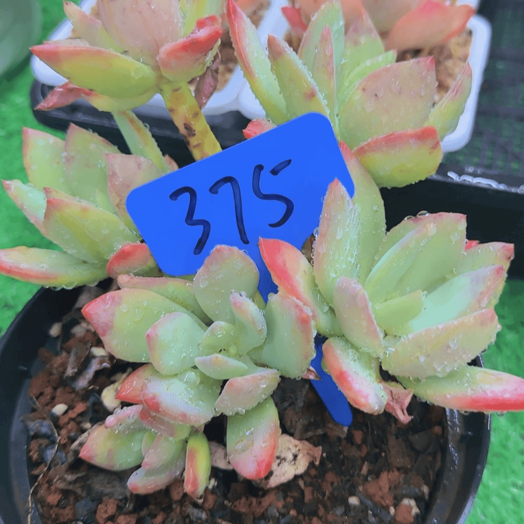 【闪购商品】梦*❤375