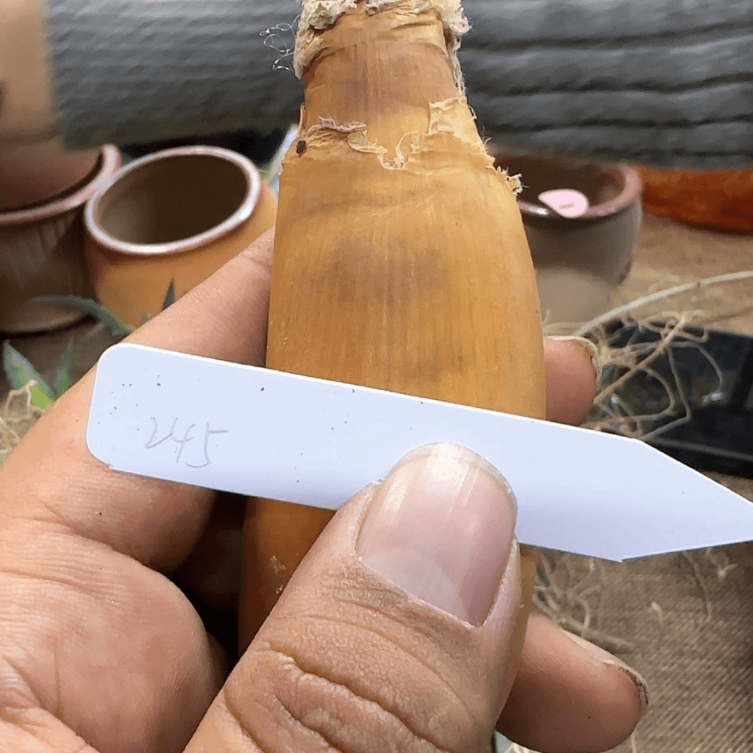 【闪购商品】245巨凤