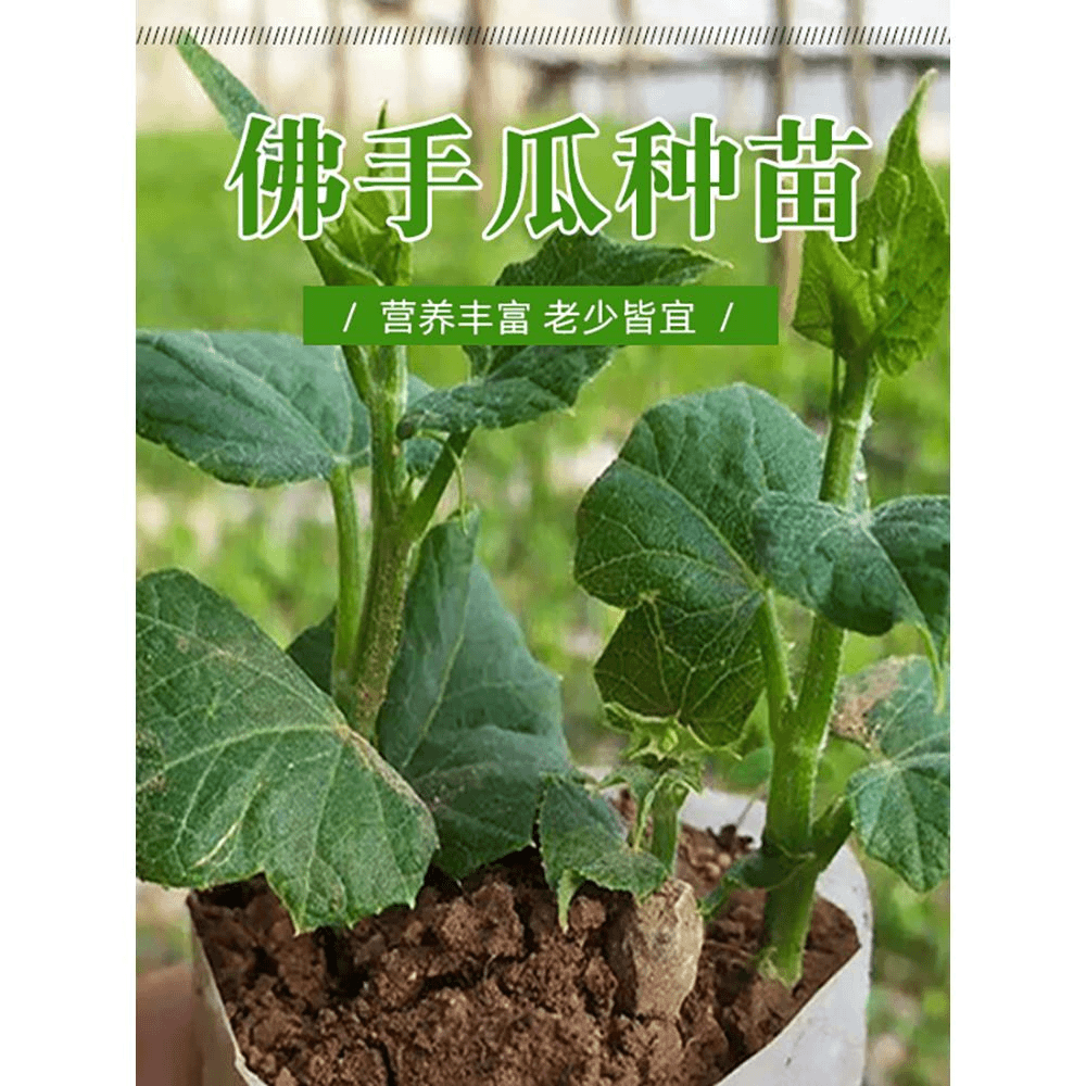 高产佛手瓜种苗春季夏季种植佛手瓜芽种子苗阳台庭院田园易种秧苗