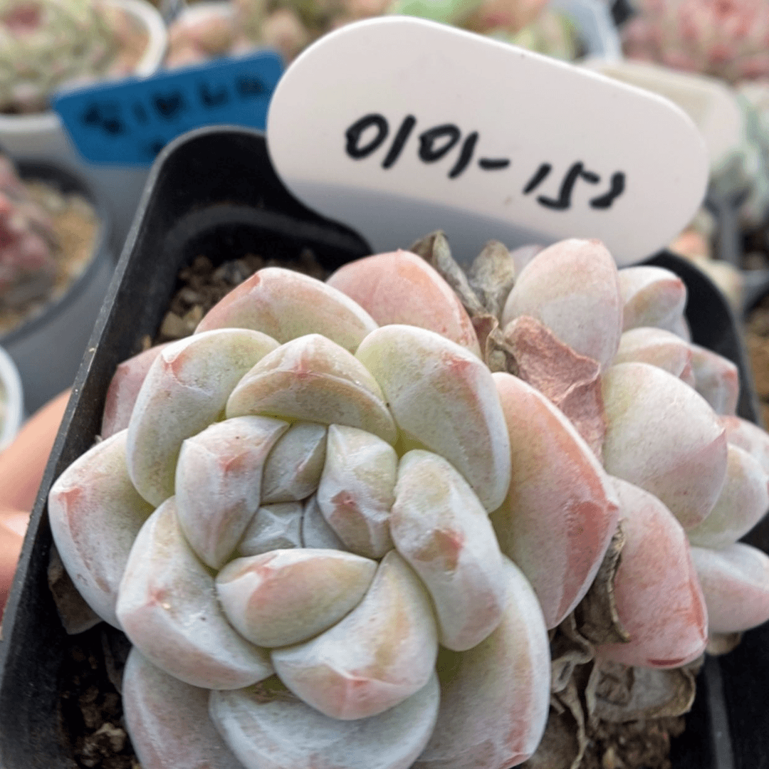 【闪购商品】0101-152
