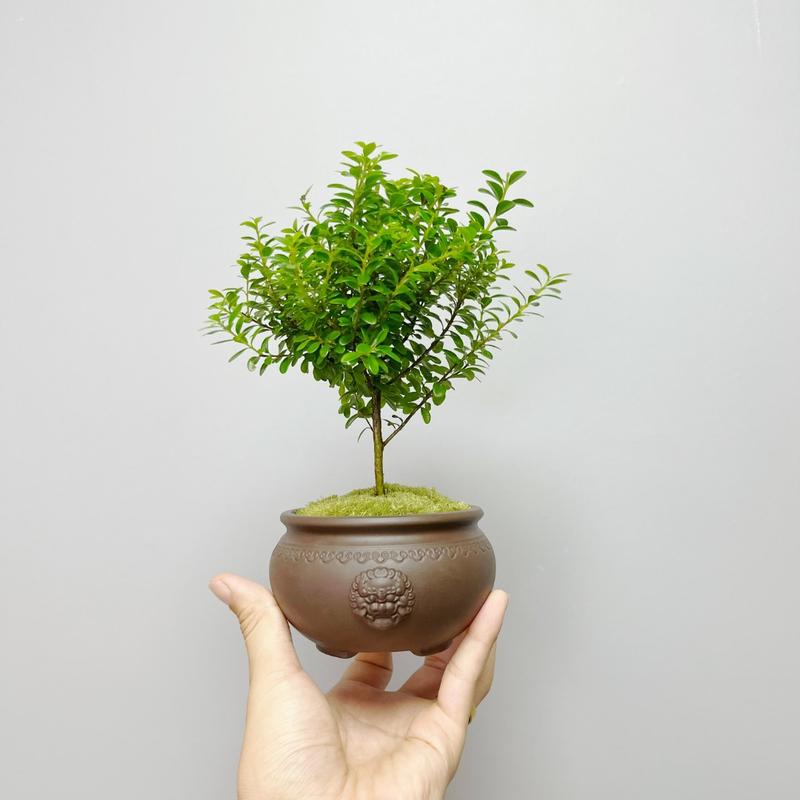 小叶赤楠室内造型花卉精致迷你小盆栽整体高度~15cm绿植植物养护-2