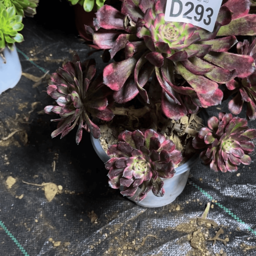 【闪购商品】若*多肉293