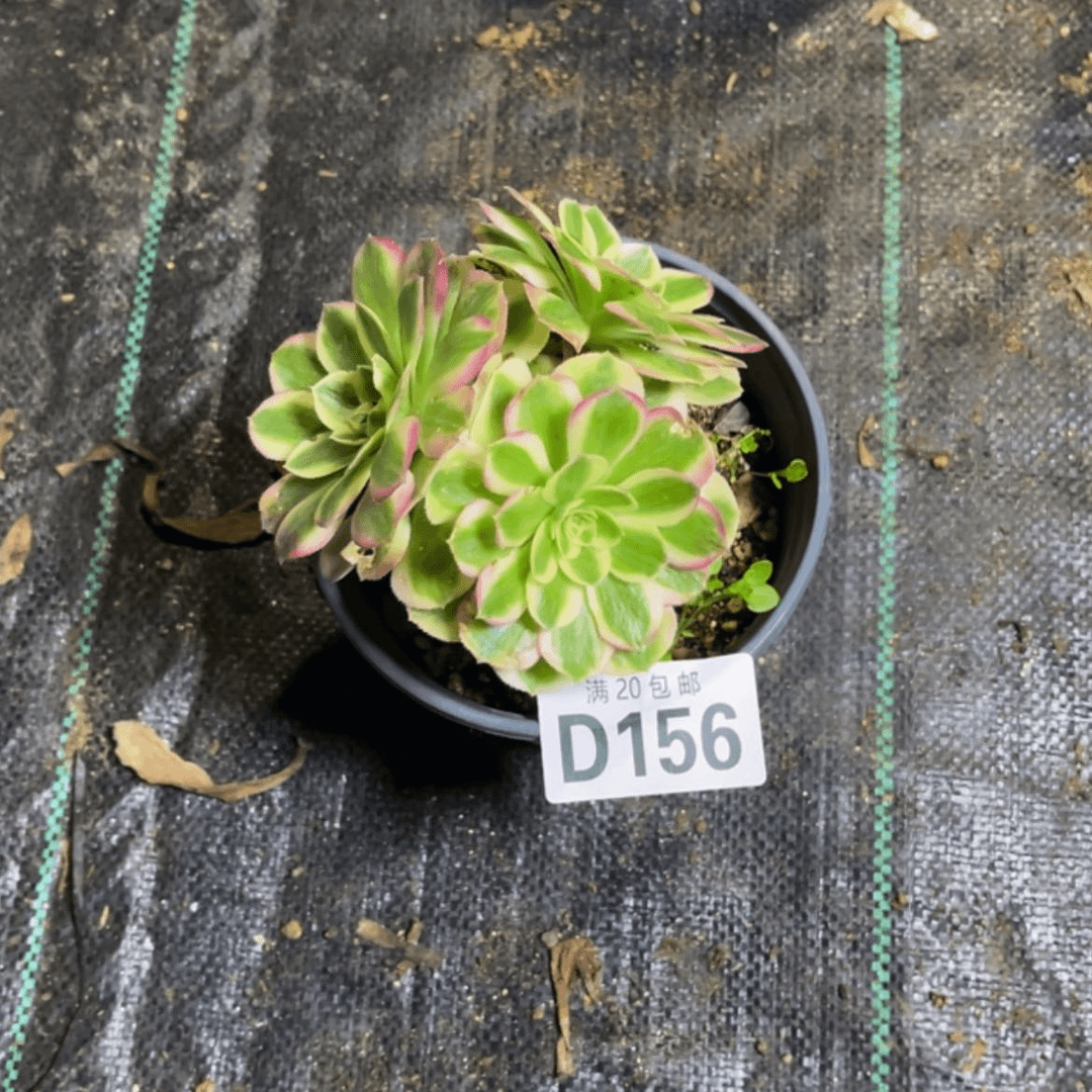 【闪购商品】多肉156