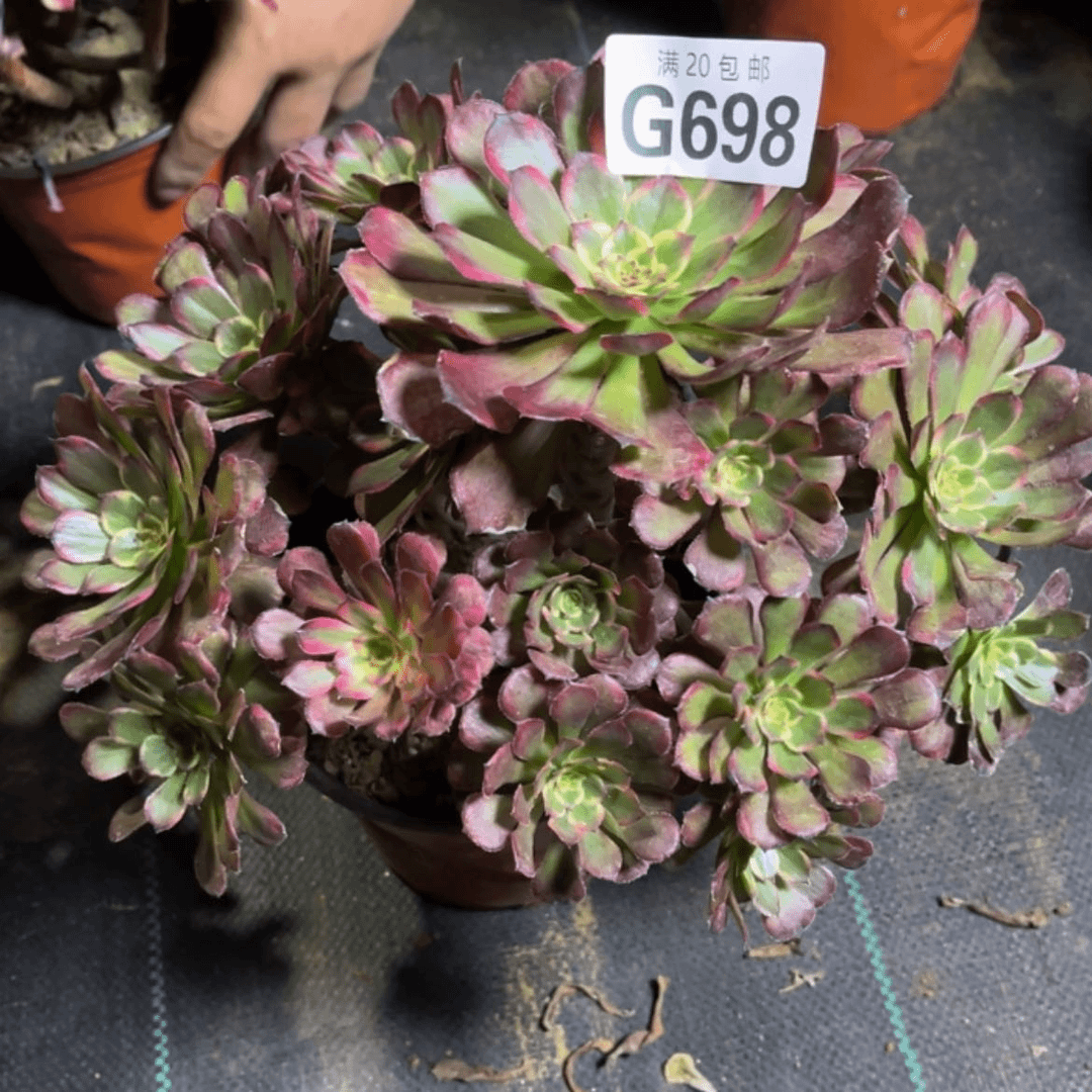 【闪购商品】多肉698