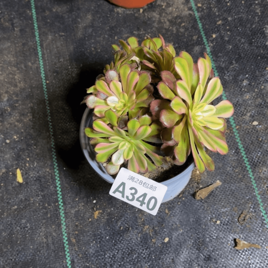 【闪购商品】多肉340
