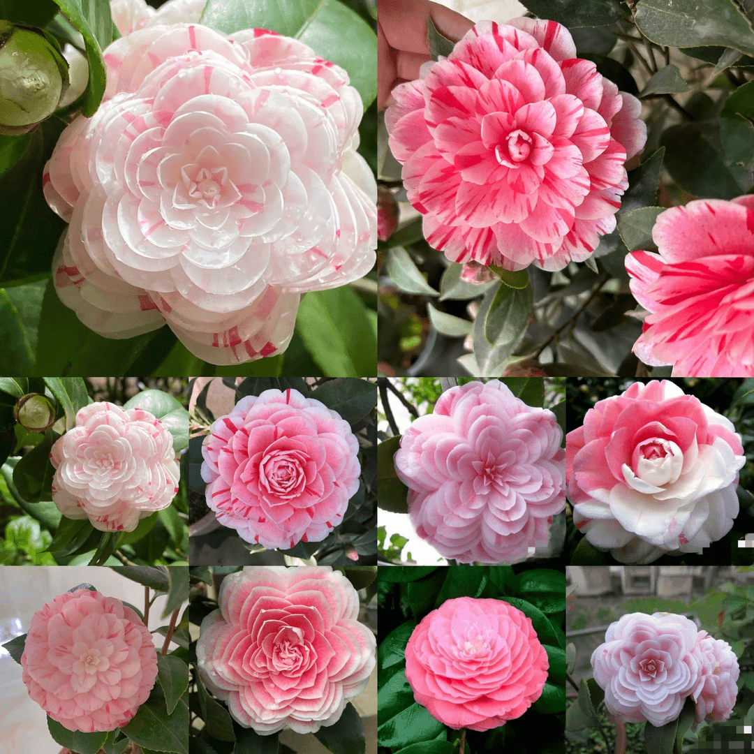 稀少名贵品种【彩十八学士茶花】带花苞发货地栽盆栽庭院阳台种植