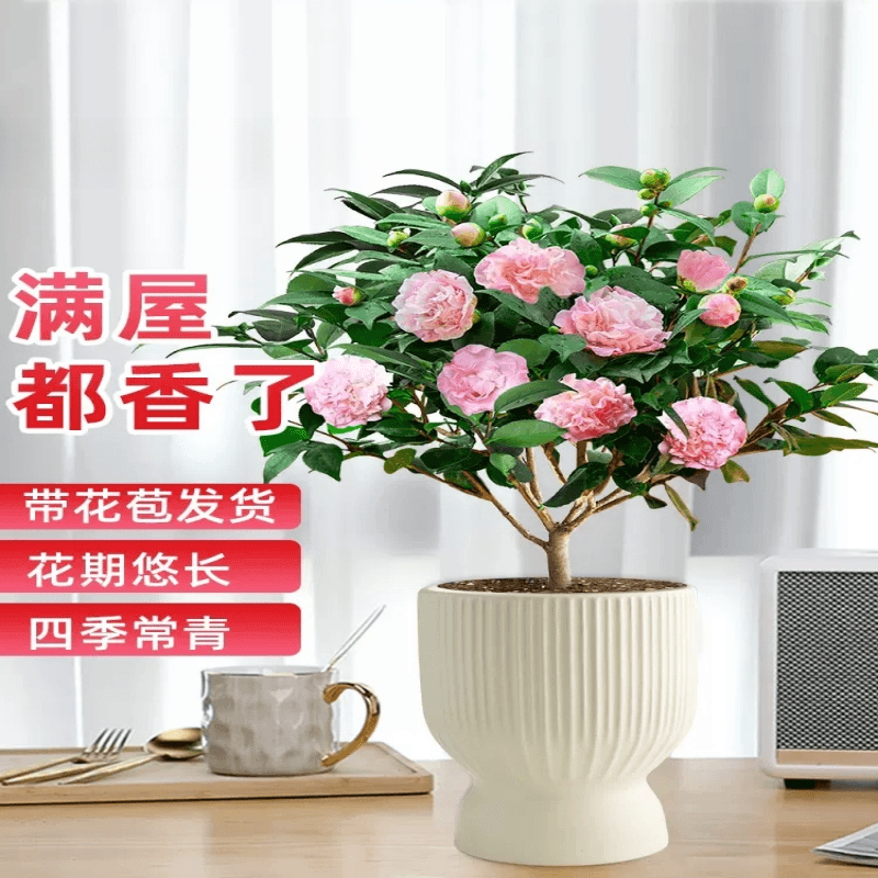 名贵品种【香妃茶花】4年苗开花浓香带花苞发货庭院阳台客厅种植