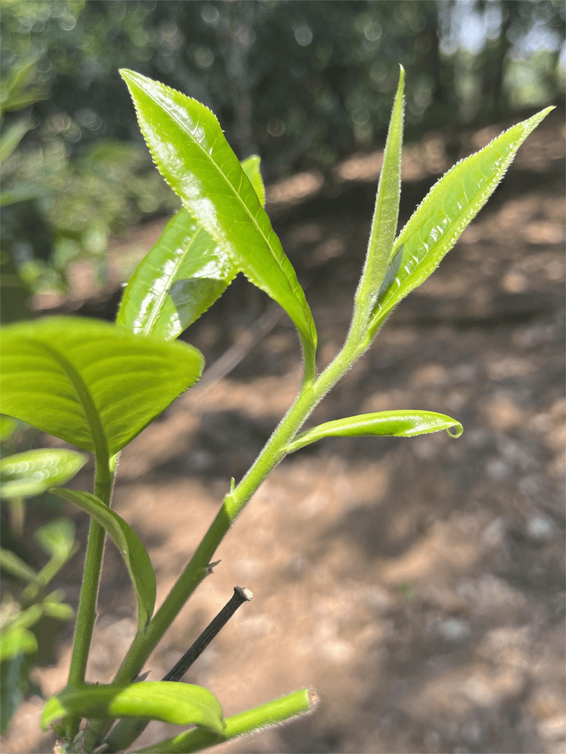 【复顺和】258号冰岛糯伍普洱生茶【通用链接实际以直播间为主】