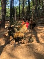 小曹农场