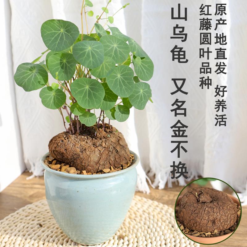 堇年造景多肉植物山乌龟盆栽室内圆叶绿植水培桌面盆景庭院爬藤 种草评价 抖音 堇年造景多肉植物山乌龟盆栽室内圆叶绿植水培桌面盆景庭院爬藤 种草评价 抖音