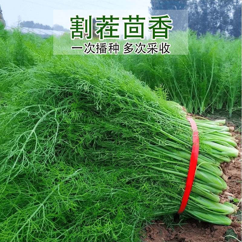 小茴香种子茴香菜食用香菜四季播种套装家庭阳台盆栽蔬菜菜种籽孑