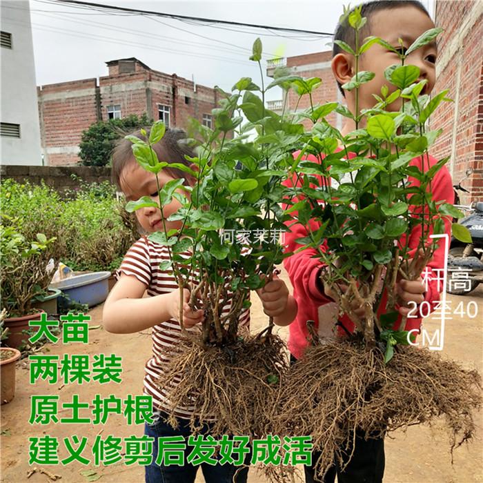 Hejiamoli 何家茉莉茉莉花盆栽老桩茉莉花苗阳台庭院花卉绿植盆栽 种草评价 抖音