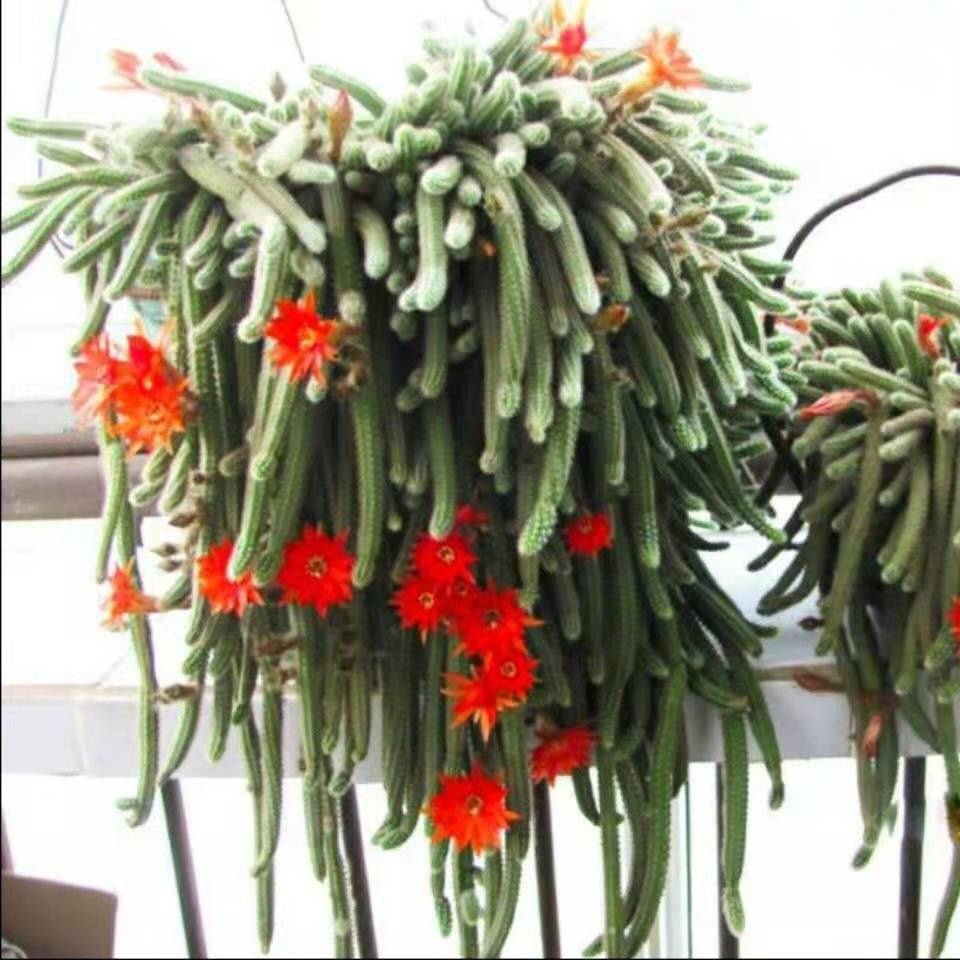 白檀仙人掌 头条搜索